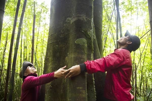 Rừng cộng đồng đầu tiên ở Việt Nam được cấp chứng chỉ quốc tế 