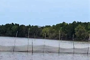 UBND tỉnh Bến Tre chỉ đạo xử lý nghiêm vi phạm về phá rừng nuôi sò
