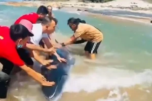 Nhiều người nỗ lực giải cứu con cá voi bị mắc cạn