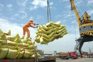 Kim ngạch xuất khẩu gạo đang tăng cao