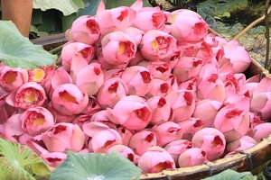 Giống hoa sen quý 100 cánh của Hà Nội được khôi phục và phát triển