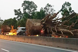 3 ô tô chở 3 cây gỗ khủng lưu thông trên Quốc lộ 1A đoạn qua địa bàn tỉnh Thừa Thiên - Huế