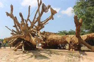 Kiểm lâm xác minh nguồn gốc 3 cây "khủng" tại Thừa Thiên - Huế