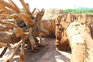 Xác định rõ nguồn gốc 2 trong 3 cây cổ thụ “khủng” tạm giữ tại Thừa Thiên - Huế