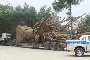 Vì sao 3 cây cổ thụ “khủng” vẫn chưa thể rời Thừa Thiên - Huế?