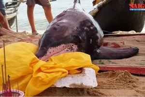 VIDEO: Cả làng trắng đêm cứu hộ cá heo “khủng” bất thành