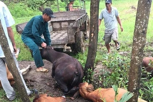 Sét đánh chết 5 con bò tại Thừa Thiên - Huế