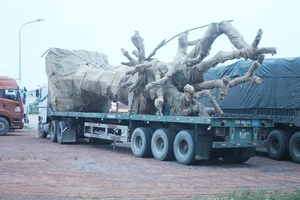 Xe chở cây siêu khủng đang bị cơ quan chức năng tạm giữ tại Quảng Trị.