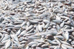 Video: Kéo “lưới rồng” bắt 2 tấn cá 