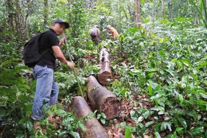 Nhiều vụ phá rừng tại Thừa Thiên - Huế được báo chí phản ánh thời gian qua khiến nhiều cán bộ lâm nghiệp bị kỷ luật ​