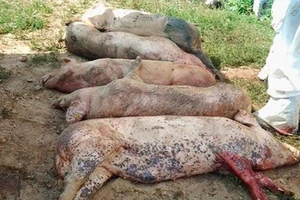 Thừa Thiên - Huế đã tiêu hủy 64.472 con heo mắc dịch tả heo châu Phi ​