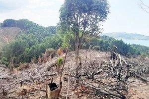 Gần 2ha rừng đầu nguồn thủy điện Hương Điền vừa bị chặt phá
