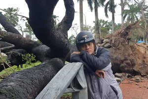 Cây xà cừ được đánh số 13 trước mặt bến xe du lịch Nguyễn Hoàng bị bão số 13 đánh bật gốc vào sáng 15-11 