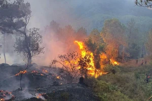 Cháy dữ dội cánh rừng thông trên đỉnh núi Phú Sơn ​