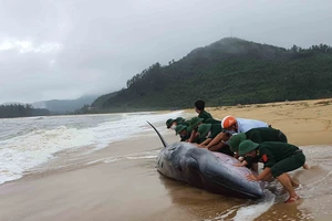 Thừa Thiên - Huế: Nỗ lực giải cứu cá voi dài 10m nhiều lần dạt bờ