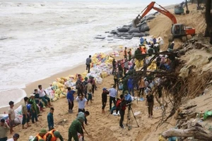 Hàng trăm người ứng cứu rừng dương bị sóng đánh bật gốc