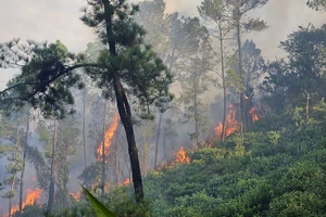 Nỗ lực khống chế vụ cháy rừng thông đe dọa đường dây 500kV Bắc Nam