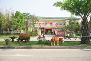 Bò gặm cỏ trên dải phân cách đường Võ Văn Kiệt, đoạn trước mặt phường An Tây, TP Huế
