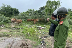 Bắt đối tượng dắt trộm 12 con bò ở Huế 