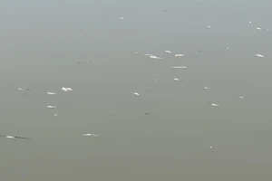 Cá tự nhiên chết bất thường nổi đầy mặt sông Ô Giang khiến người dân hoang mang