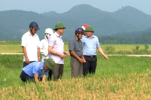 Lãnh đạo huyện Đức Thọ, tỉnh Hà Tĩnh đi kiểm tra ruộng lúa bị nhiễm đạo ôn