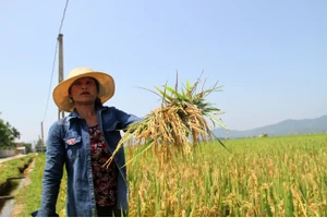 Người dân ở tỉnh Hà Tĩnh bị thiệt hại nặng do lúa bị đạo ôn cổ bông