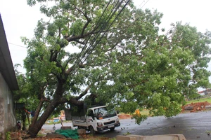 Cây cổ thụ bị bão quật đổ đè lên xe ô tô ở xã Thạch Trung, TP Hà Tĩnh