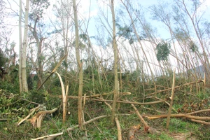 Rừng cây keo ở địa bàn huyện Kỳ Anh, tỉnh Hà Tĩnh bị bão cuốn gãy đổ hàng loạt