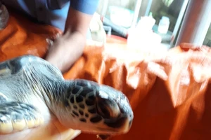 Cá thể rùa biển trước khi được thả về lại môi trường biển