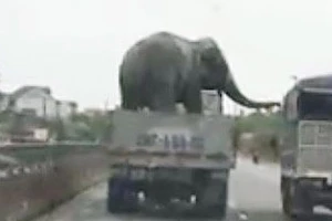 Giật mình với ô tô tải chở voi lưu thông trên quốc lộ 1A