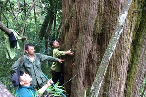 Phần gốc của cây pơ mu ở Vườn Quốc gia Vũ Quang