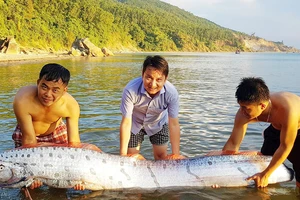 Cá mái chèo dài 3m bơi vào bờ biển Hà Tĩnh