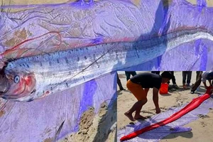 Lại xuất hiện cá mái chèo “khủng” dạt vào bờ biển Hà Tĩnh
