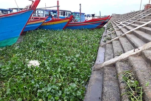 Cây lục bình dạt vào cảng cá Cửa Só dày đặc