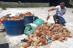 Anh Nguyễn Văn Báo bên 1.200 con gà nuôi của trang trại bị chết trong đêm 14-5