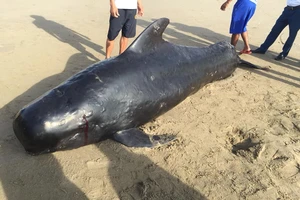 Con cá voi nặng gần 1 tấn