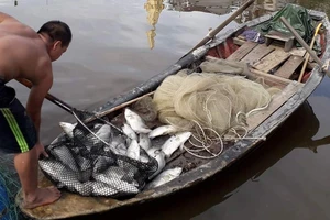 Sau đợt mưa lũ kéo dài, nhiều cá nuôi lồng bè trên sông bị chết khiến người dân thiệt hại nặng