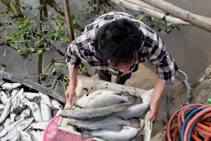Cá nuôi lồng bè chết khiến người dân thiệt hại nặng