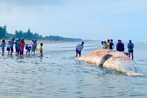 Xác cá voi trôi dạt vào bờ biển
