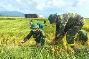 Lực lượng vũ trang giúp dân thu hoạch lúa mùa tránh bão
