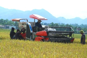 Người dân Hà Tĩnh thu hoạch lúa vụ hè thu thời điểm tháng 9-2021