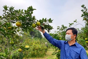 Cam là một trong những cây trồng chủ lực của Hà Tĩnh