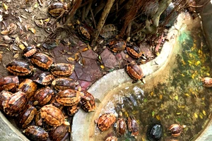 Các cá thể rùa đang được Vườn quốc gia Vũ Quang chăm sóc