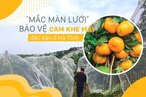 “Mắc màn lưới” bảo vệ cam Khe Mây đặc sản ở Hà Tĩnh