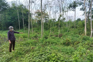 Khu vực điểm tồn lưu hóa chất bảo vệ thực vật giáp ranh giữa thôn Trẫm Bàng và Long Sơn (xã Tân Dân)