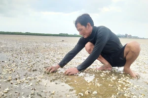 Nghêu nuôi bị chết tại khu vực bãi bồi ven cửa biển xã Mai Phụ (huyện Lộc Hà, Hà Tĩnh)