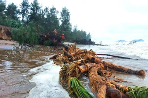 Cây phi lao phòng hộ và cây dứa dại bị sóng cuốn đổ la liệt dọc bờ biển xã Xuân Hội