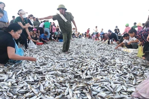 Chiều 18-11, người dân chen chúc nhau mua cá đù ngay tại bờ biển xã Thịnh Lộc
