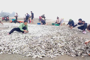 Ngư dân trúng đậm hàng tấn cá đù biển
