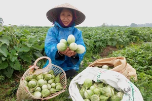 Bà Nguyễn Thị Hà (thôn Sơn Phú, xã Thượng Lộc) thu hoạch cà 